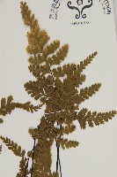 線裂鐵角蕨藏品圖，第3張