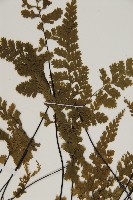 線裂鐵角蕨藏品圖，第4張