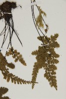 線裂鐵角蕨藏品圖，第5張