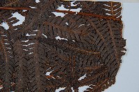 金狗毛蕨藏品圖，第3張