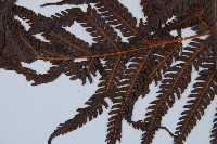 金狗毛蕨藏品圖，第4張