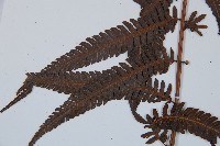 金狗毛蕨藏品圖，第5張