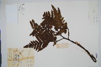 薄葉大陰地蕨藏品圖，第1張