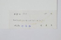 薄葉大陰地蕨藏品圖，第2張