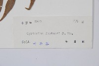 貫眾蕨藏品圖，第2張