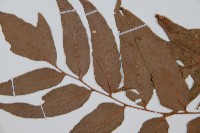 貫眾蕨藏品圖，第3張