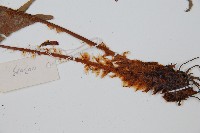 貫眾蕨藏品圖，第5張