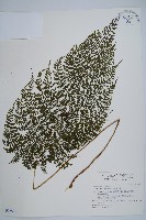 稀子蕨藏品圖，第1張