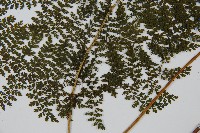 稀子蕨藏品圖，第3張