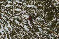 稀子蕨藏品圖，第4張