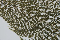 稀子蕨藏品圖，第5張