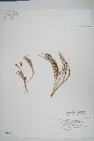 松葉蕨藏品圖，第1張