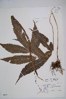 尾葉實蕨藏品圖，第1張