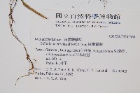 尾葉實蕨藏品圖，第2張