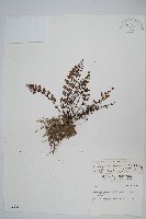 碎米蕨藏品圖，第1張