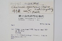 碎米蕨藏品圖，第2張