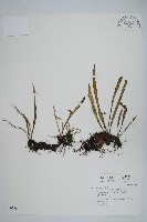 瓦葦藏品圖，第1張