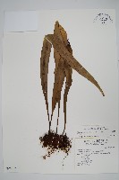 星蕨藏品圖，第1張