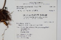 星蕨藏品圖，第2張