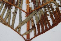 東方狗脊蕨藏品圖，第6張