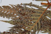 東方狗脊蕨藏品圖，第8張