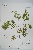 密葉卷柏藏品圖，第1張