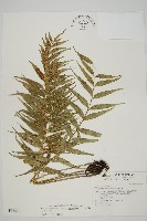 蘭嶼鐵角蕨藏品圖，第1張