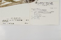 蘭嶼鐵角蕨藏品圖，第2張