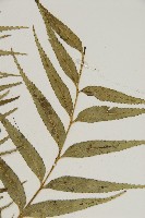 蘭嶼鐵角蕨藏品圖，第3張