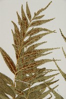 蘭嶼鐵角蕨藏品圖，第4張