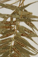 蘭嶼鐵角蕨藏品圖，第5張