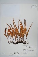 抱樹石葦藏品圖，第1張