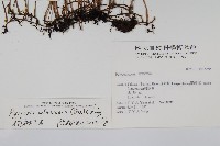 抱樹石葦藏品圖，第2張
