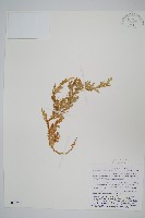 登錄號:P005596藏品圖，第1張