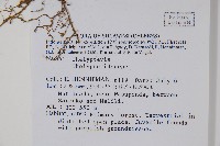 登錄號:P005598藏品圖，第2張