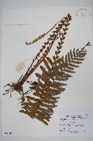 登錄號:P005600藏品圖，第1張