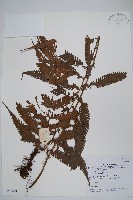 登錄號:P005601藏品圖，第1張