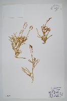 地刷子藏品圖，第1張