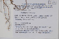 登錄號:P005603藏品圖，第2張