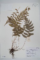 登錄號:P005604藏品圖，第1張