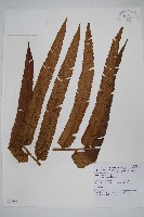 登錄號:P005605藏品圖，第1張