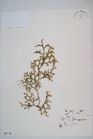 過山龍藏品圖，第1張