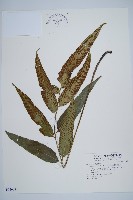 細柄雙蓋蕨藏品圖，第1張