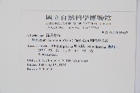 細柄雙蓋蕨藏品圖，第2張