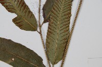 細柄雙蓋蕨藏品圖，第3張