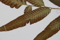 細柄雙蓋蕨藏品圖，第4張