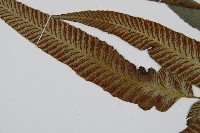 細柄雙蓋蕨藏品圖，第5張