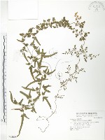 海金沙藏品圖，第1張