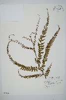 瓶蕨藏品圖，第1張