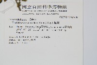 瓶蕨藏品圖，第2張